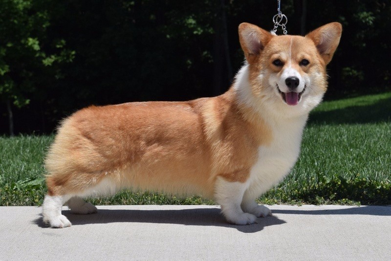 Indian Creek Corgis