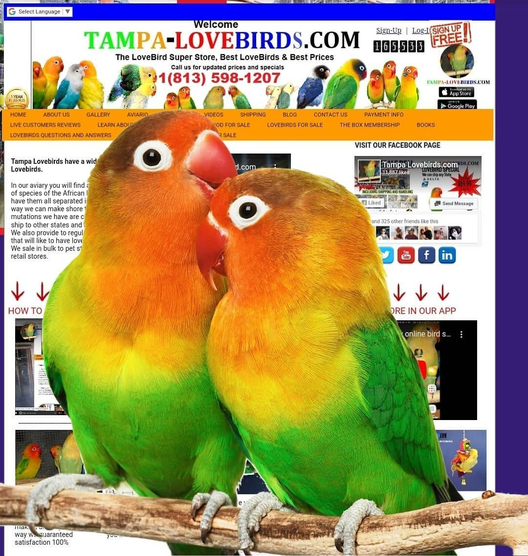 love birds seller near me