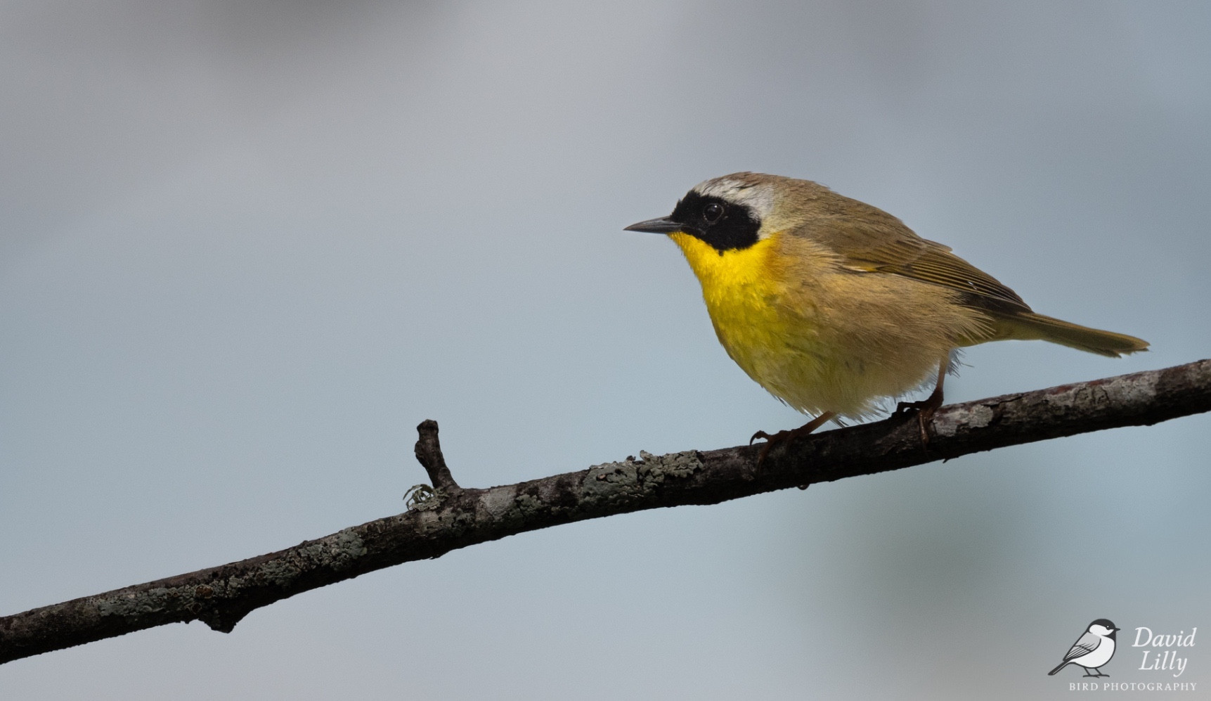 Common yellowthroat