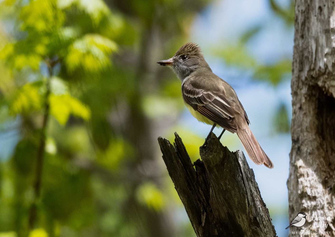Great-creasted flycatcher