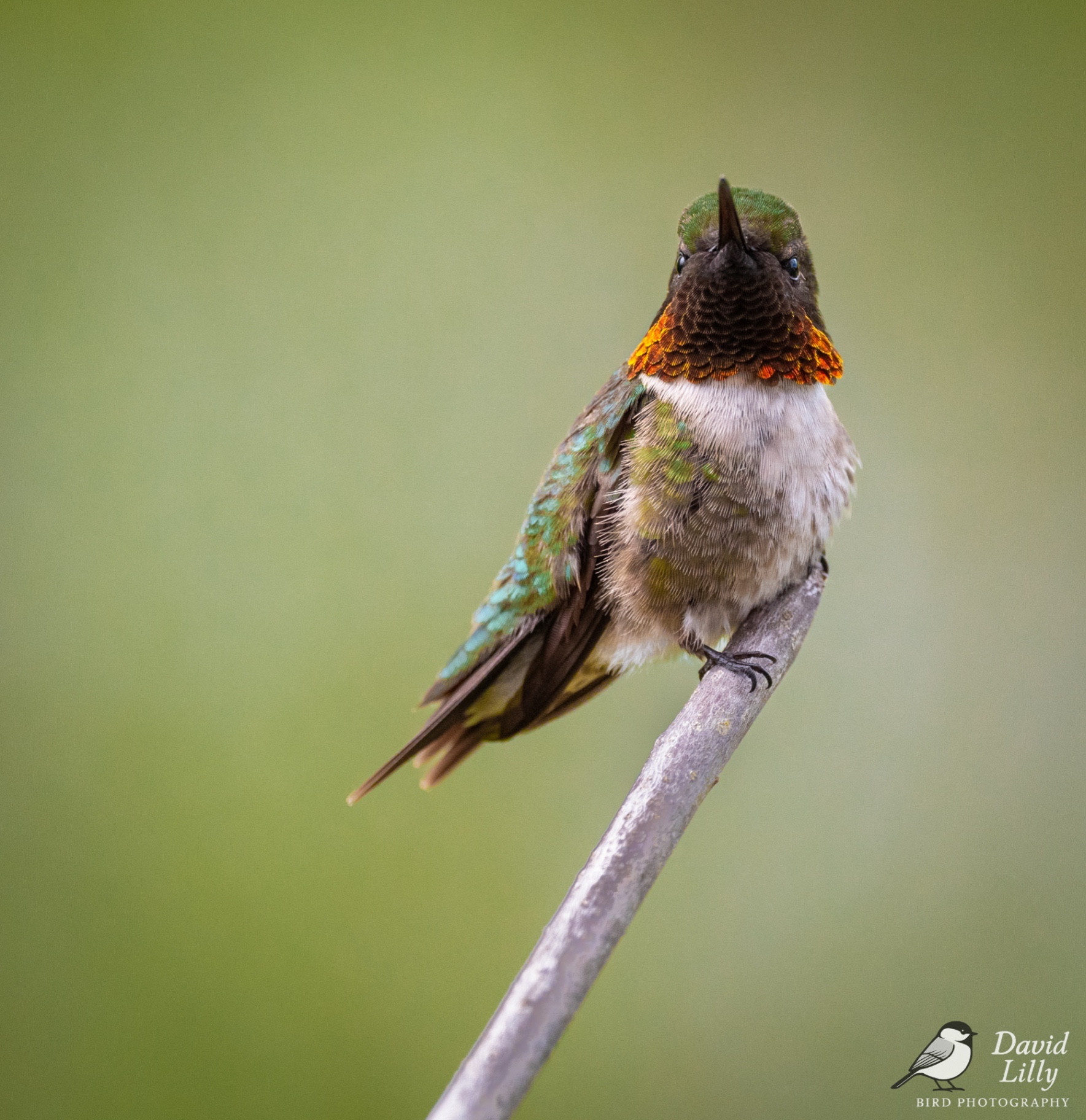 Rubby throated hummingbird