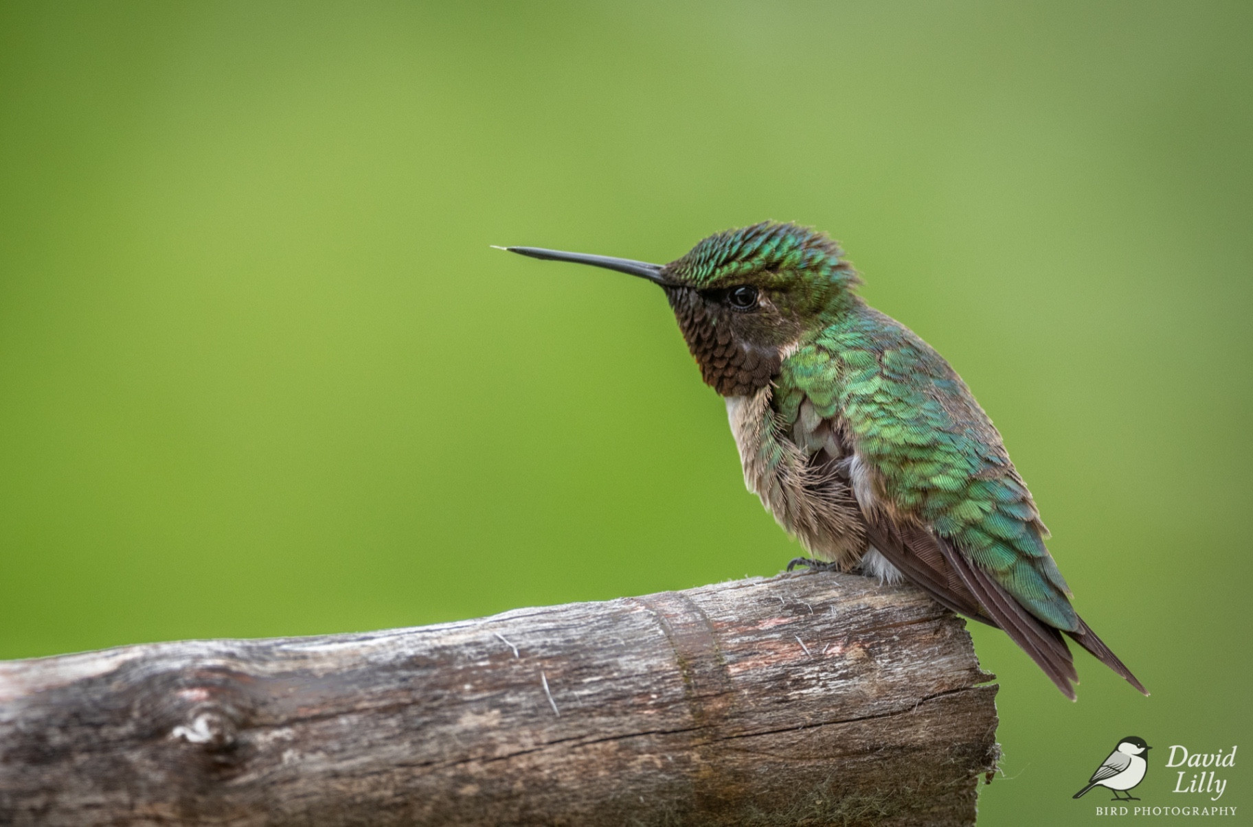 Rubby throated hummingbird