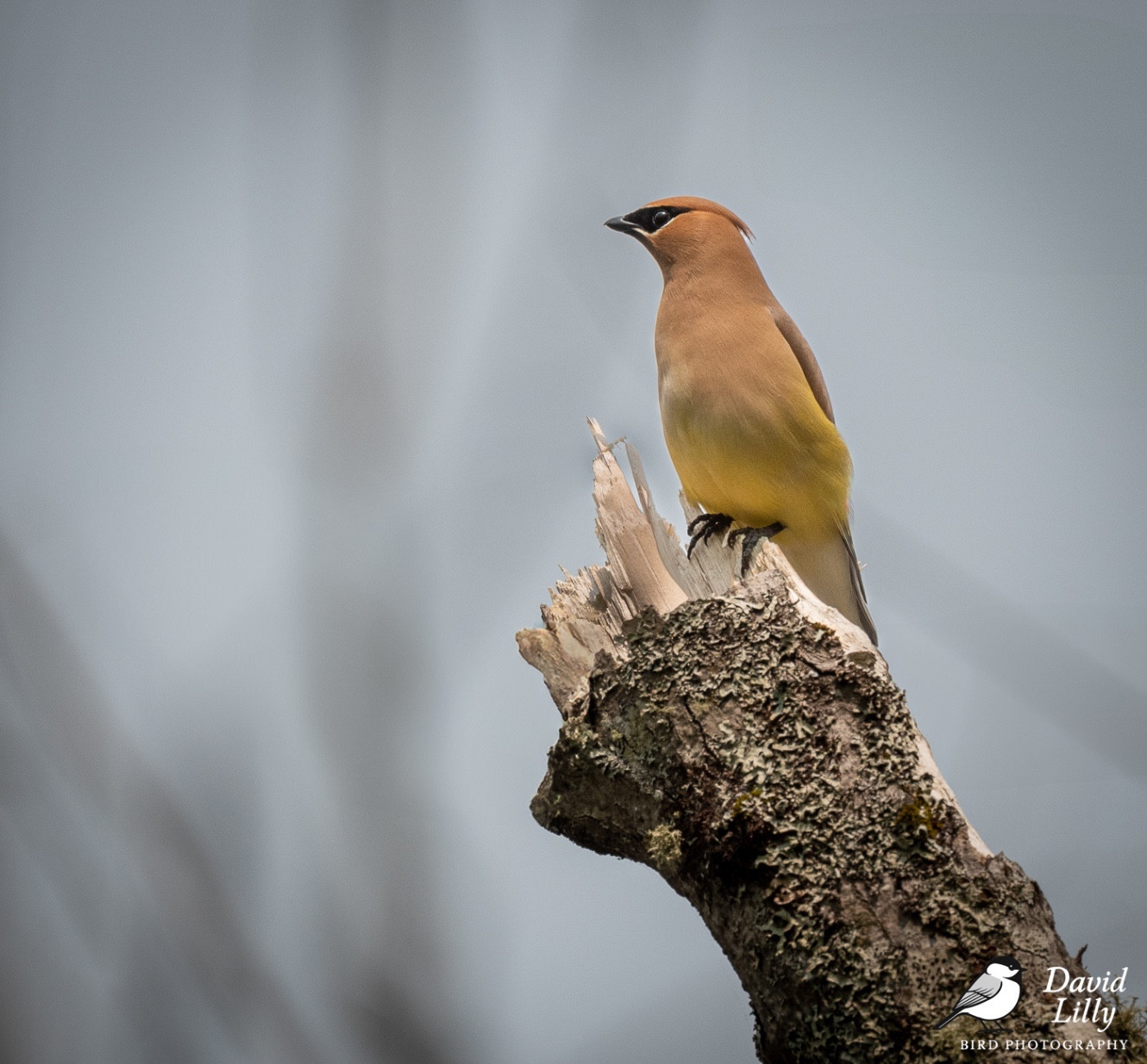 Cedar waxwing