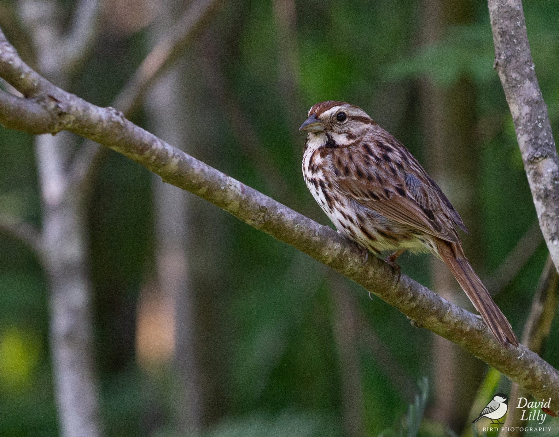 Song sparrow