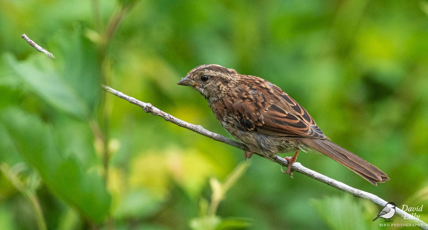 Song sparrow