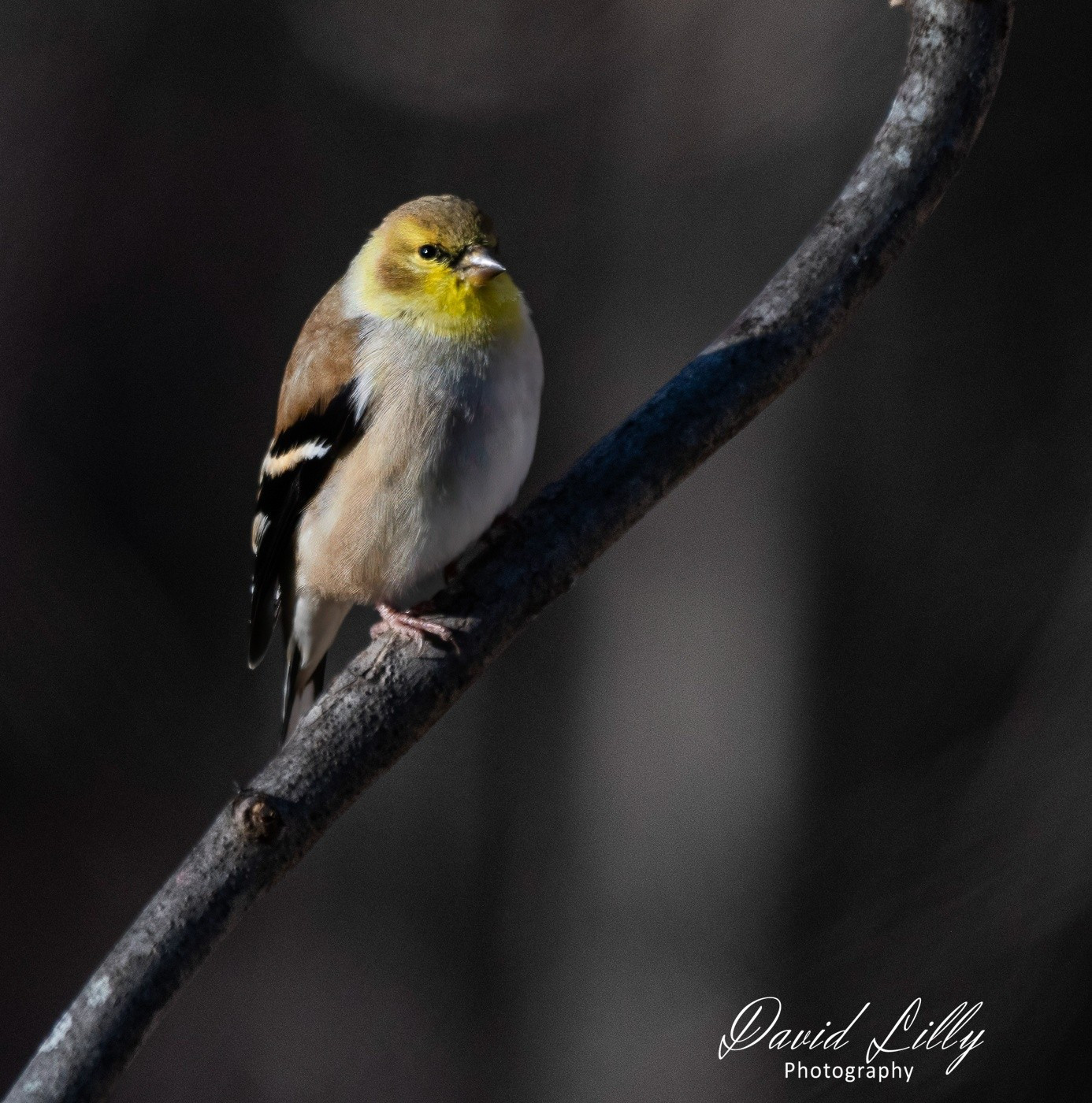 American goldfinch