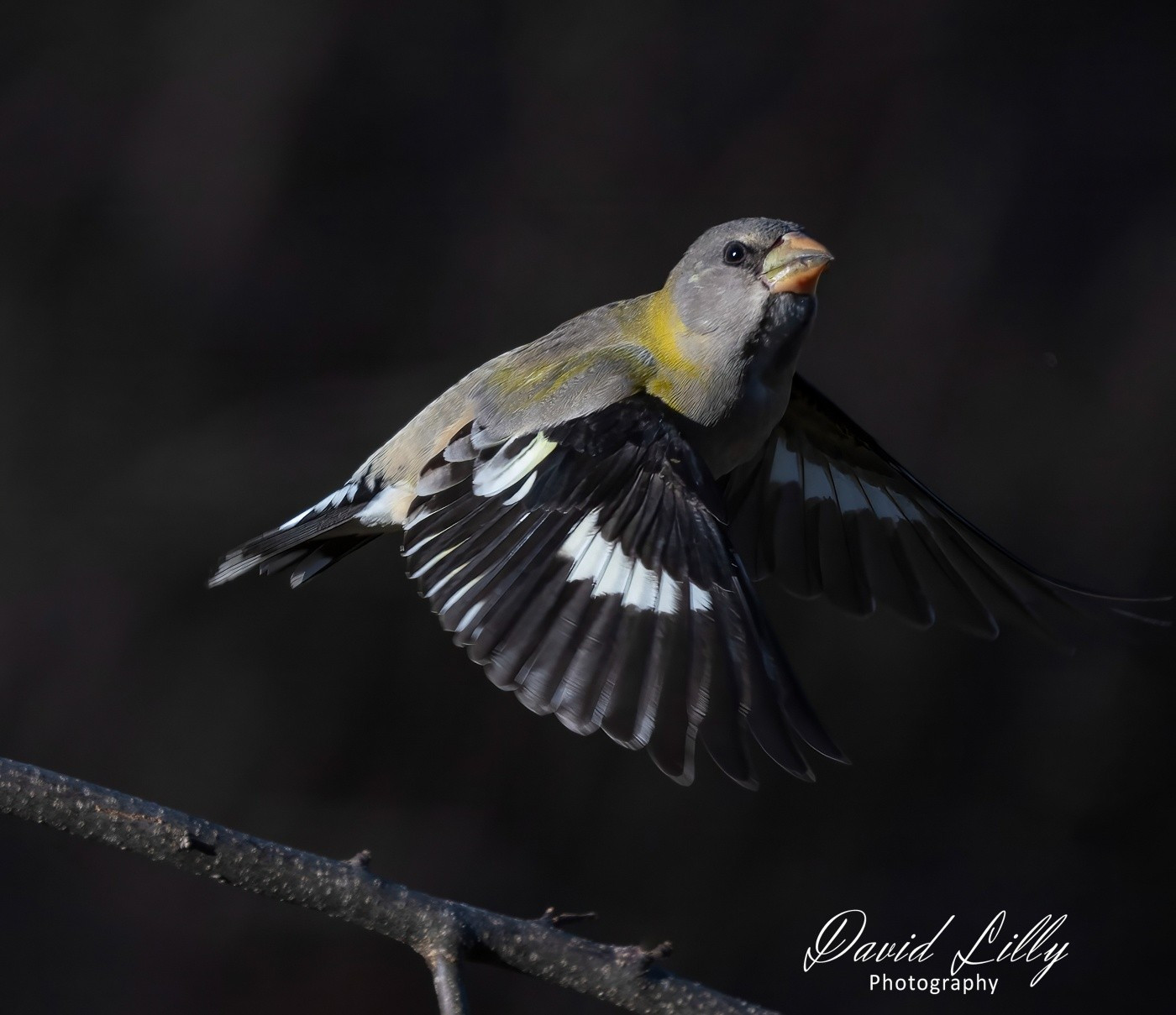Evening grosbeak (Female)