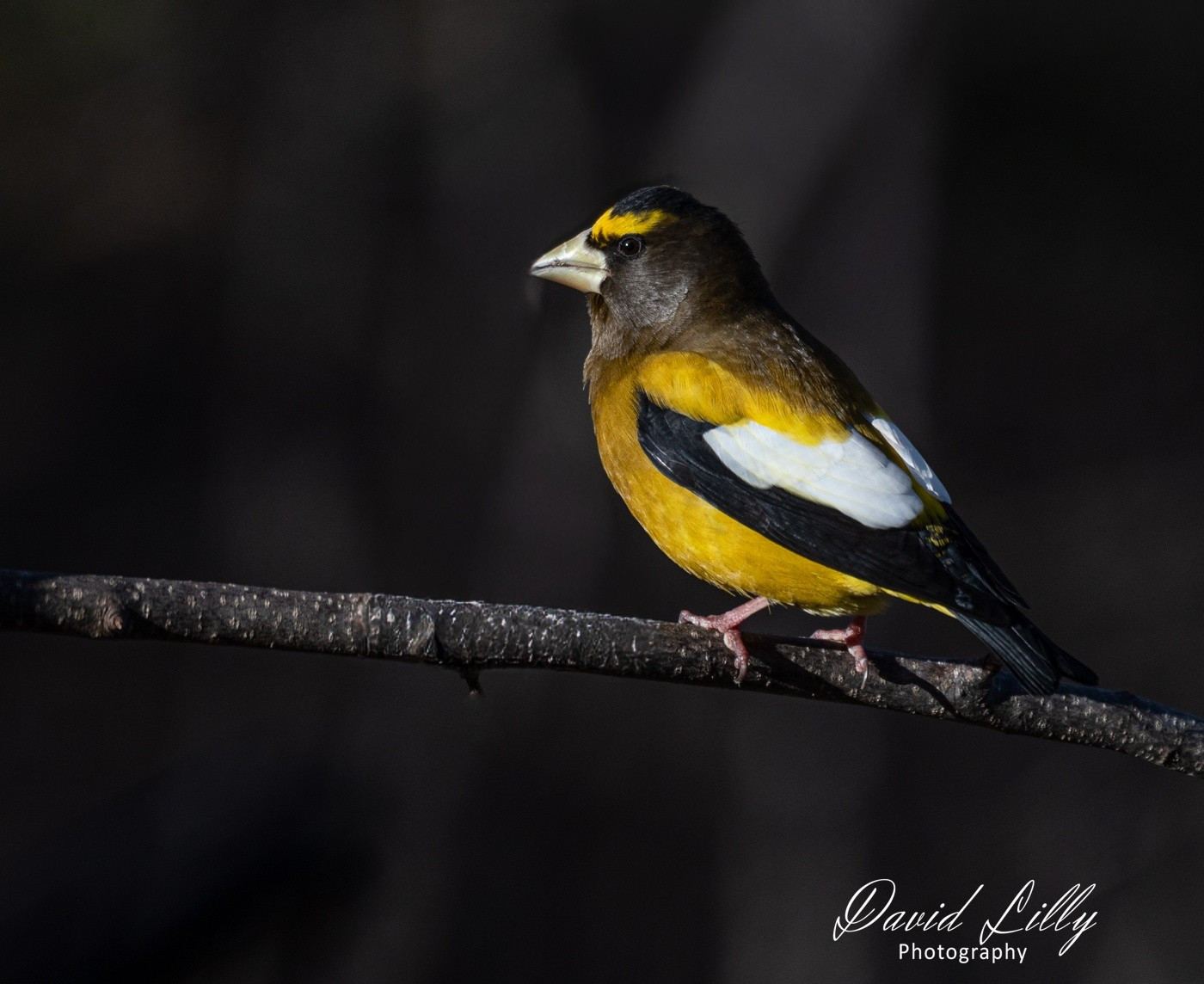 Evening grosbeak
