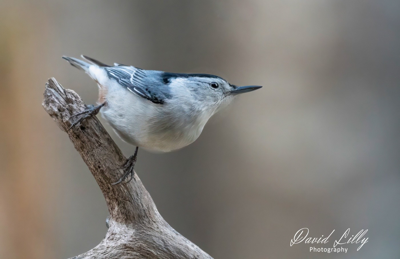 White- breasted nuthatch