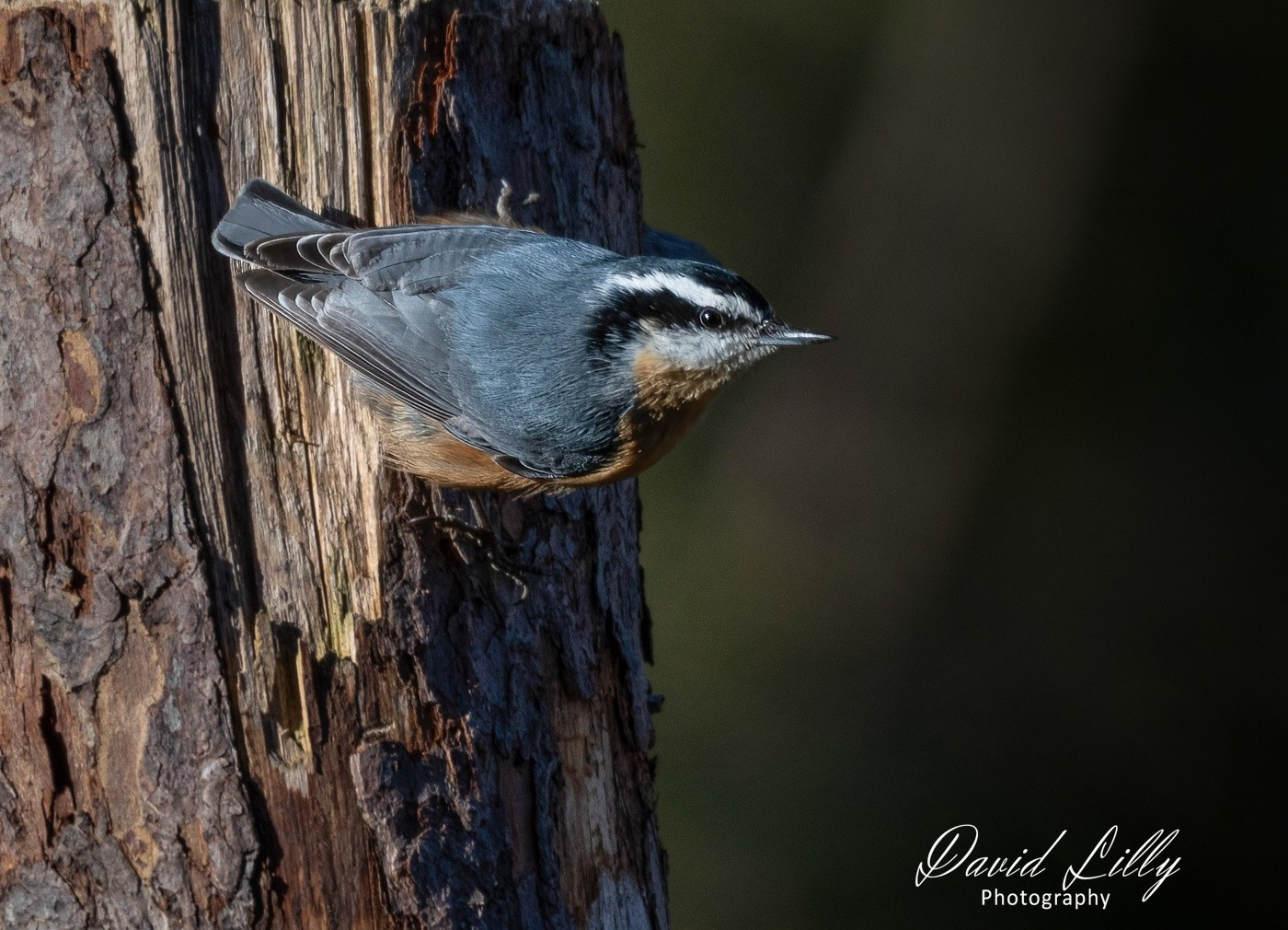 Red-breasted nuthatch