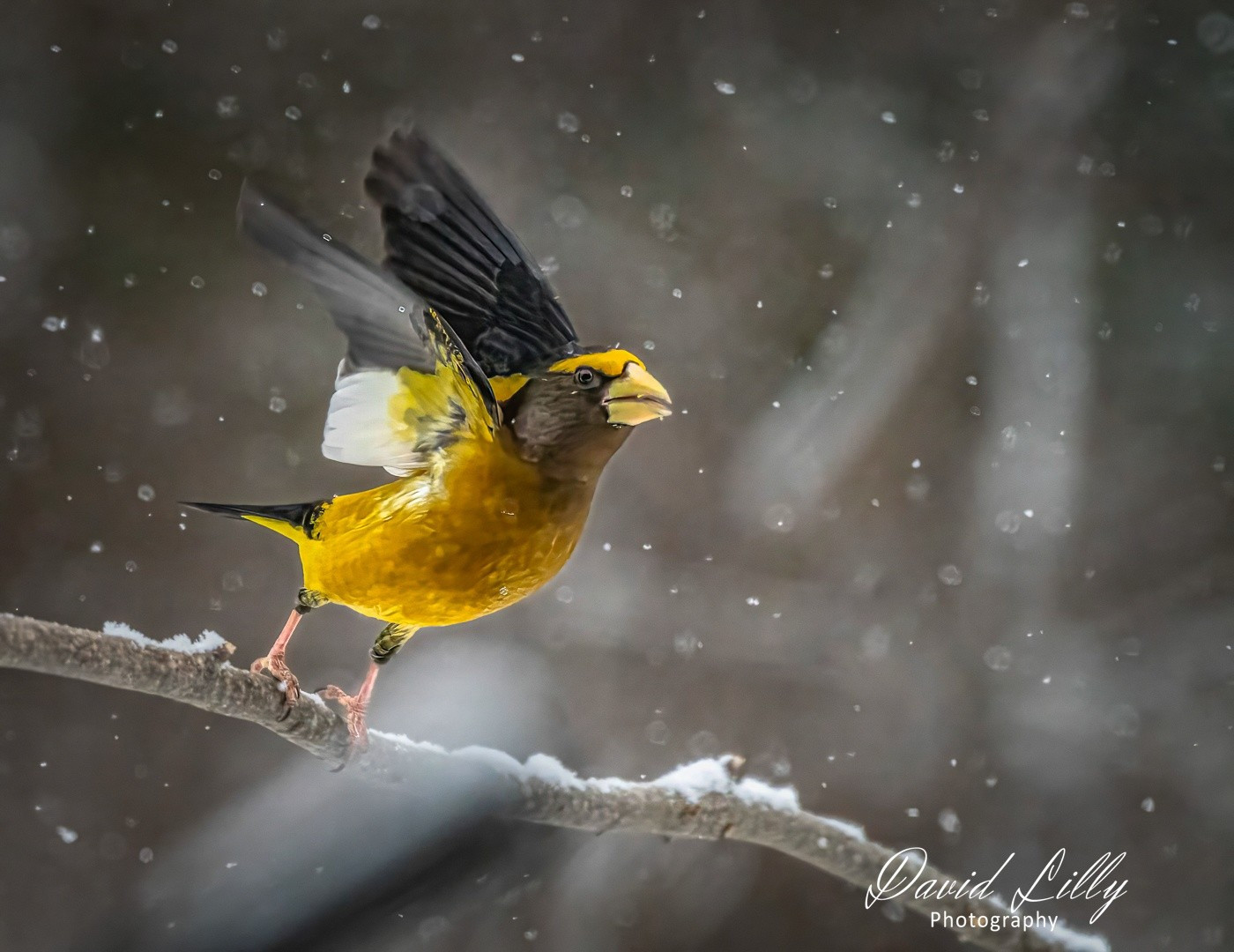 Evening grosbeak