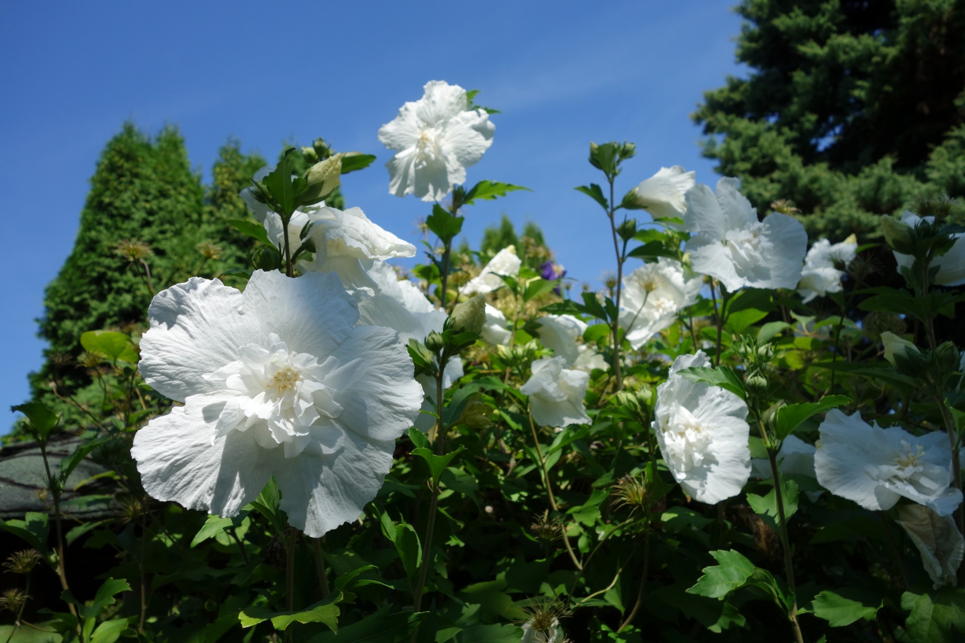 Mother Earth Gardens: Nurturing Nature's Beauty With Sustainability