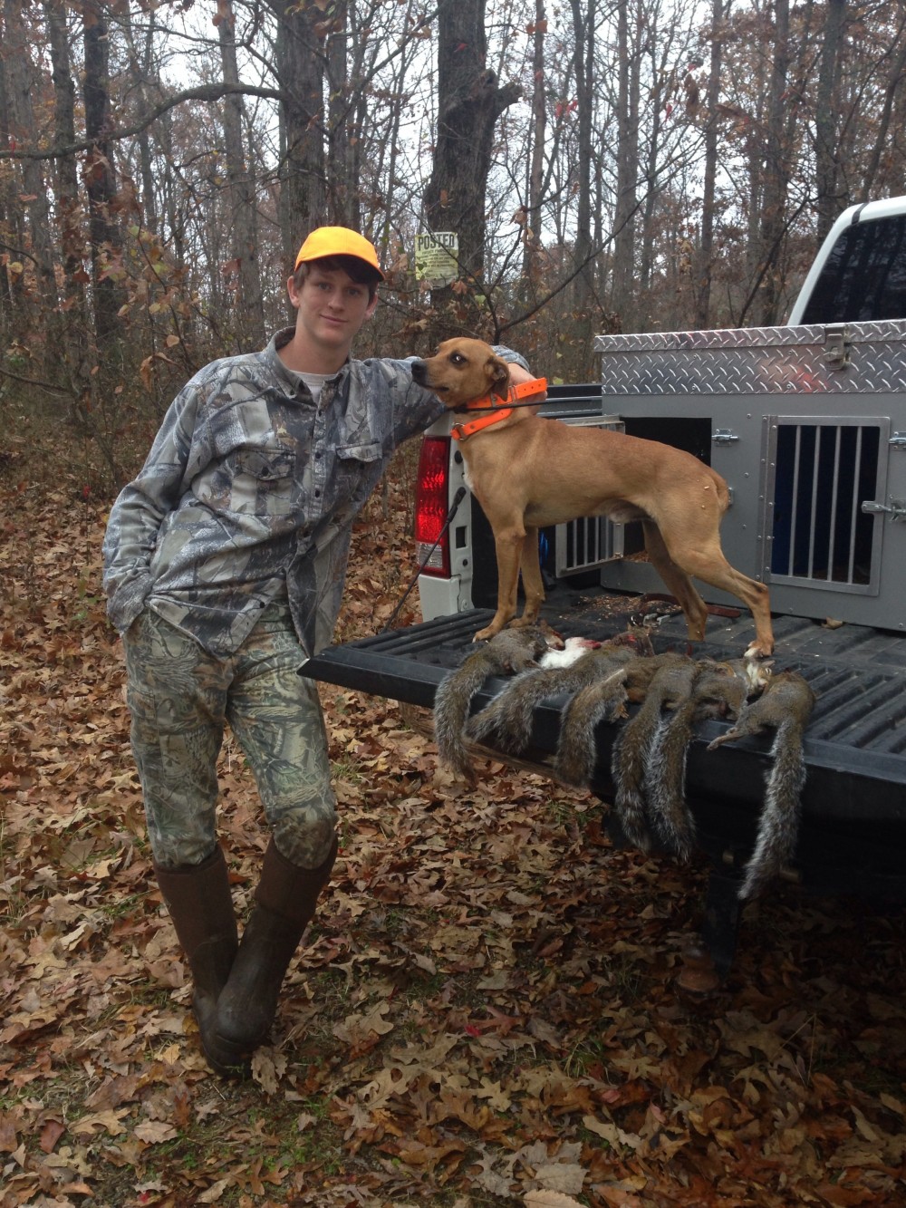 Barger feist squirrel store dogs