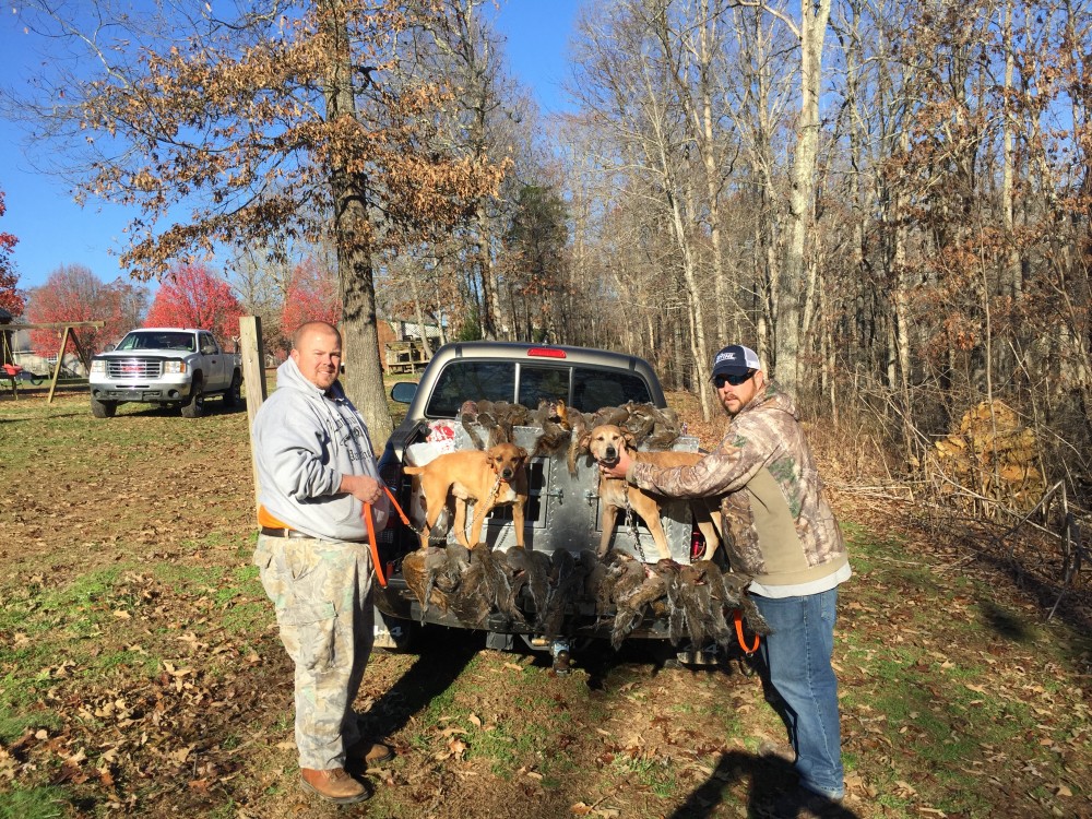 High Forest Kennels