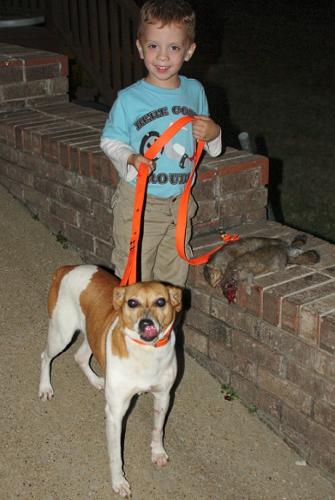 High Forest Kennels