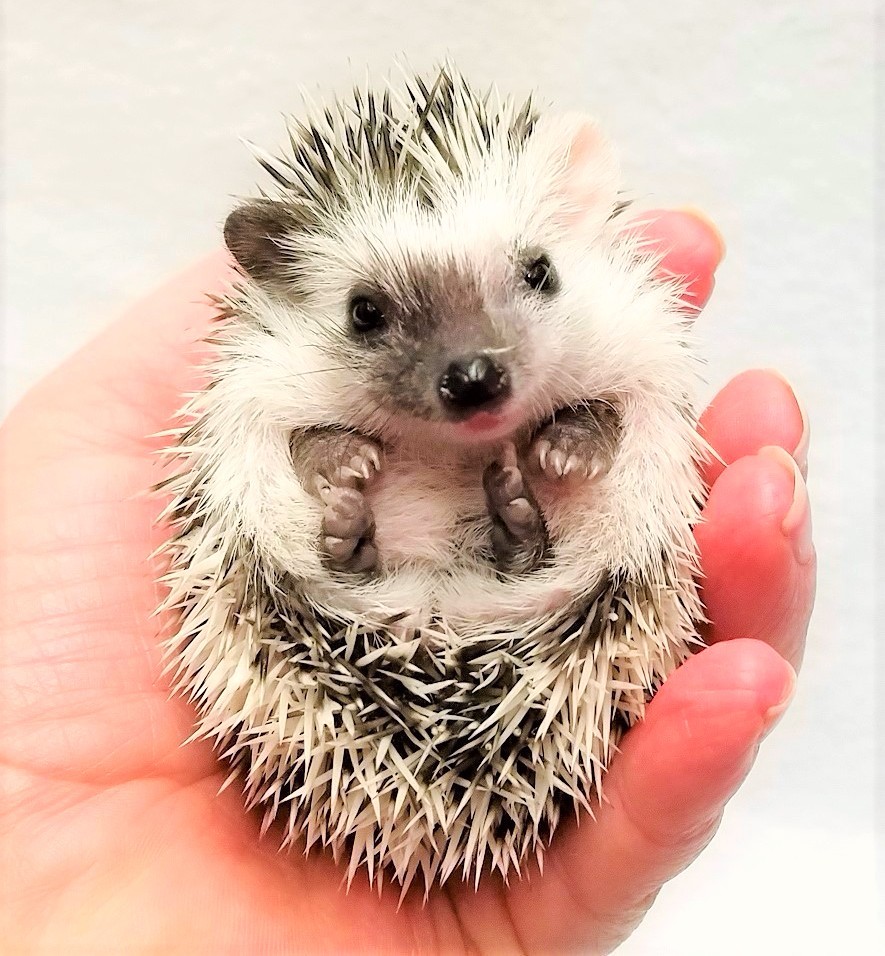 hedgehog breeds