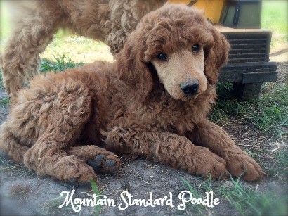 standard poodle