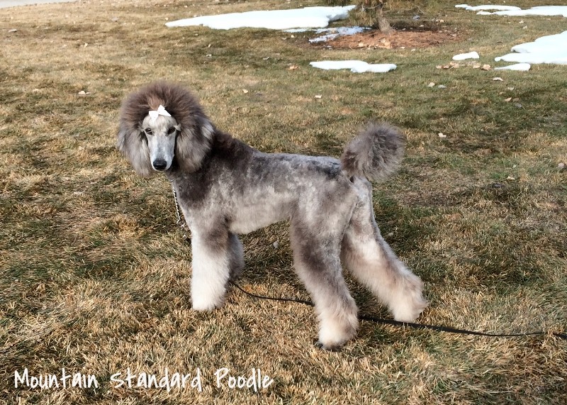 silver standard poodle puppy for sale