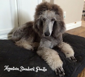 standard poodle