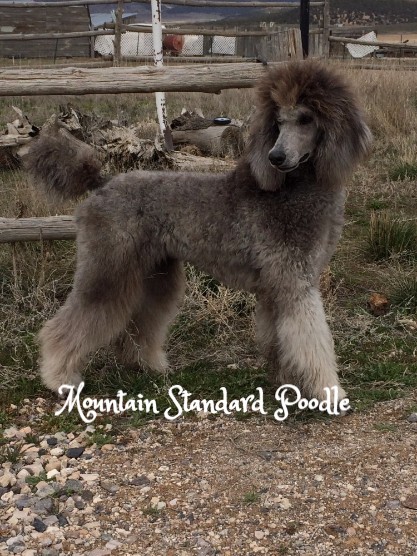 Mountain Standard Poodle