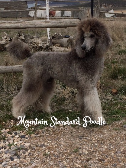 silver standard poodle puppy for sale