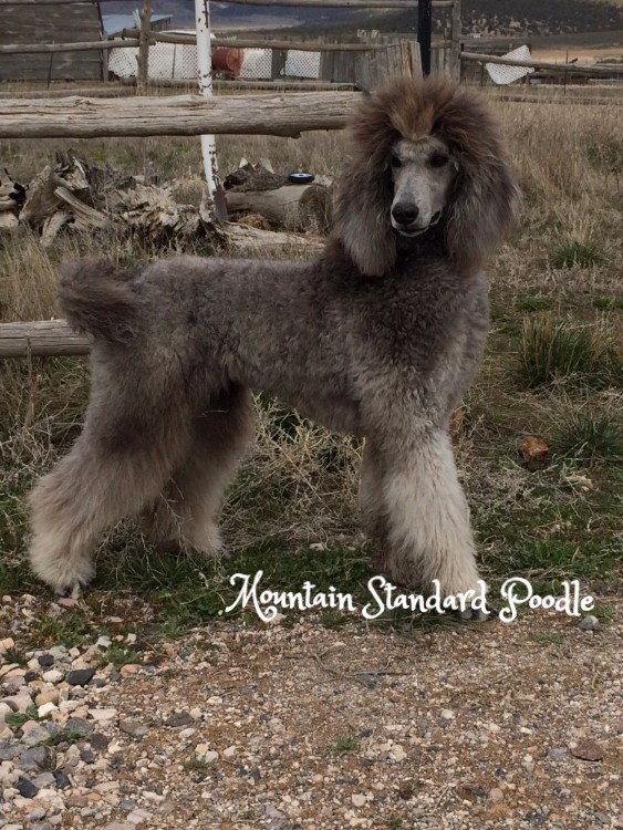 Mountain Standard Poodle