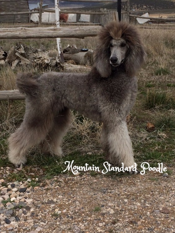 standard poodle