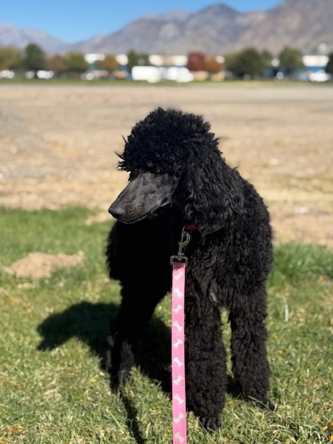standard poodle puppy for sale