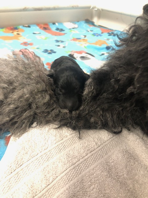 standard poodle puppy for sale