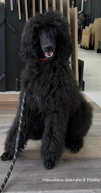 standard poodle puppy for sale