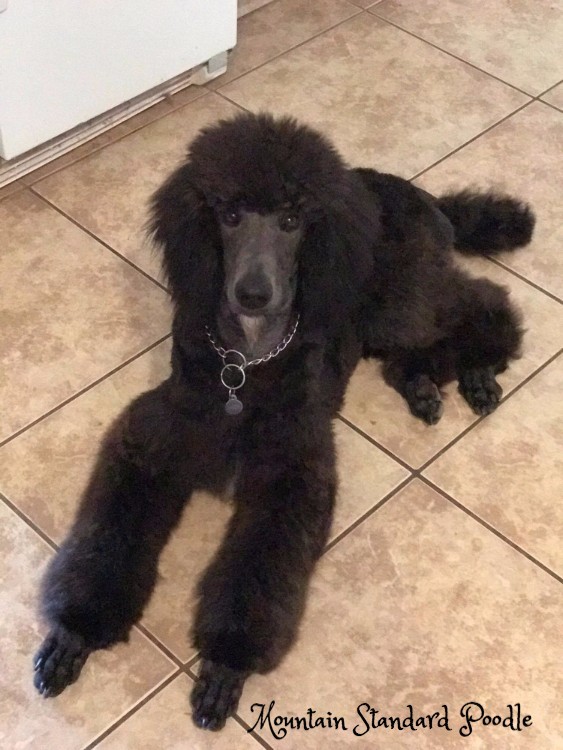  standard poodle puppy for sale