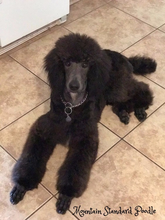 standard poodle