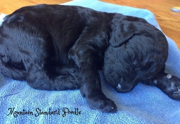 Mountain Standard Poodle