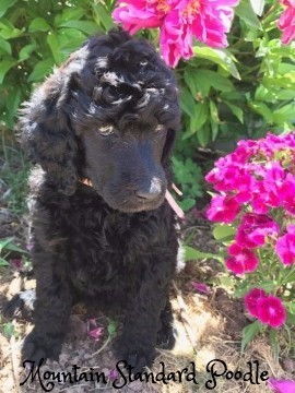 Mountain Standard Poodle