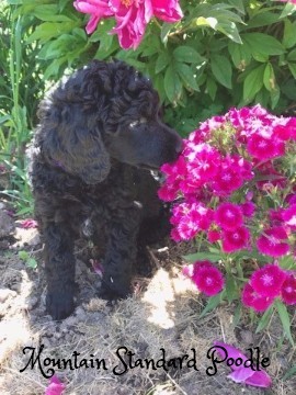 mountain Standard Poodle