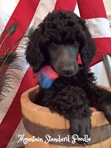 Mountain Standard Poodle