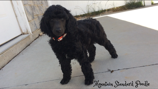 Mountain Standard Poodle