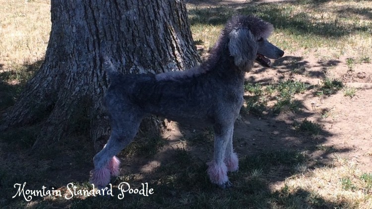 Mountain Standard Poodle