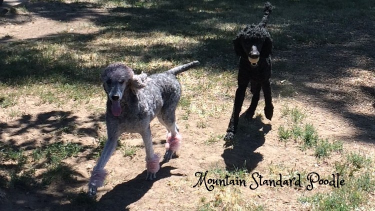 Mountain Standard Poodle