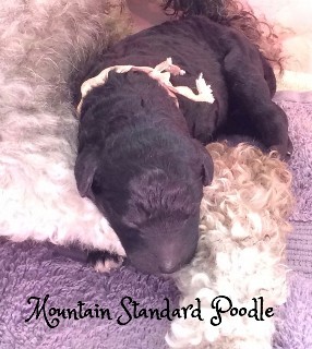 Mountain Standard Poodle