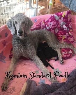 Mountain Standard Poodle