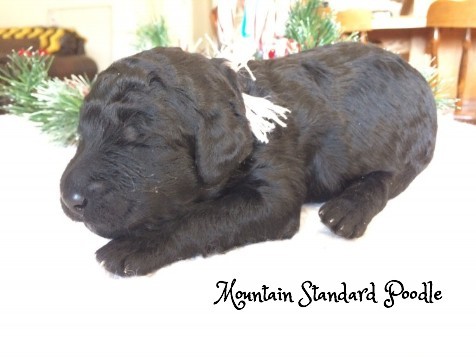 Mountain Standard Poodle