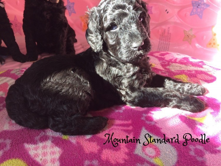 Mountain Standard Poodle