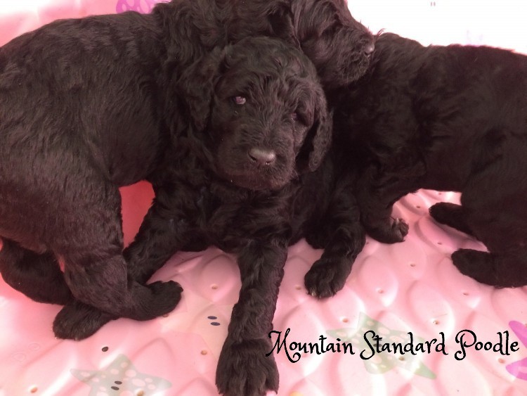 Mountain Standard Poodle