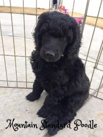 Mountain Standard Poodle