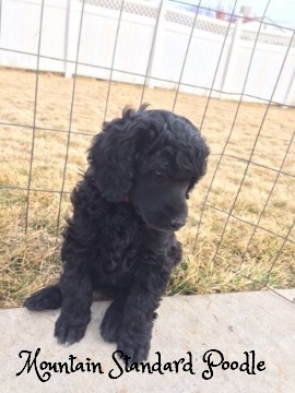 Mountain Standard Poodle