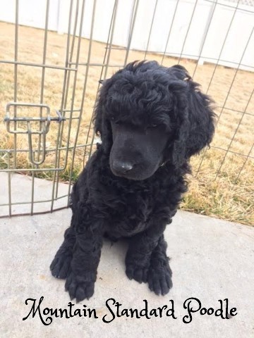 Mountain Standard Poodle