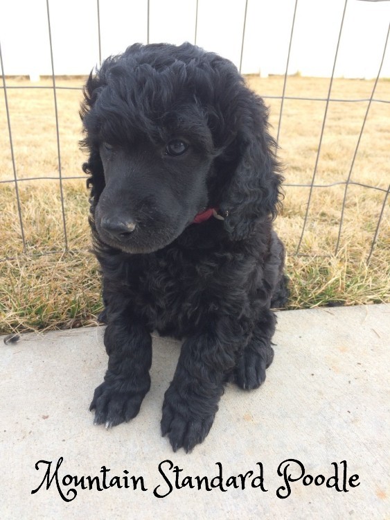 Mountain Standard Poodle