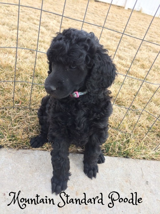 Mountain Standard Poodle