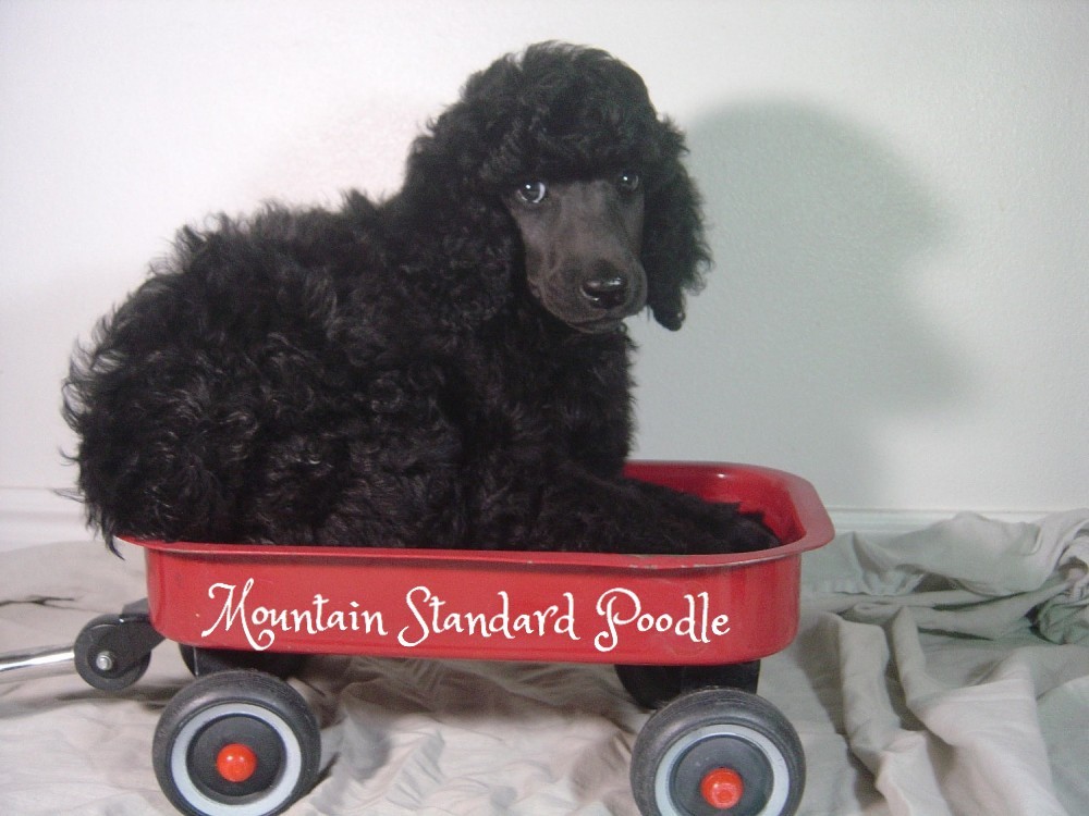 Mountain Standard Poodle